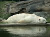 yuzustu-insan-planking-foto-12